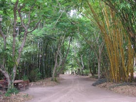 Bamboo Land Nursery and Parklands