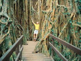 Cathedral Fig Tree