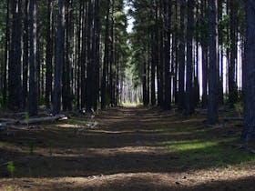 Kuitpo Forest