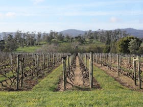 Iron Pot Bay Vineyard