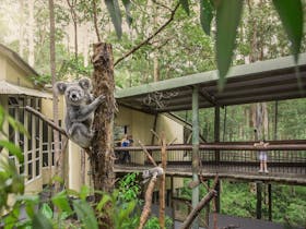 Daisy Hill Koala Centre