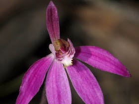 Henry Somerset Orchid Conservation Reserve