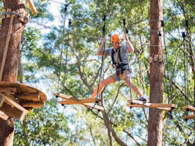 Treetops Adventure Coffs Harbour