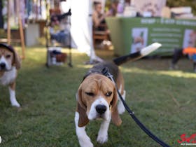 PuppyPalooza - a Redlands Coast Pup Up Market