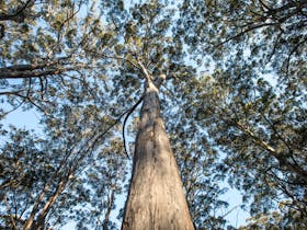 Boranup Karri Forest