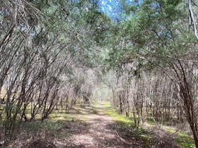 Perfect Cure Creek Nature Trail