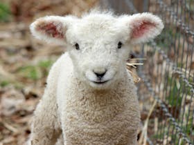 Creswick Farm Yard Fun For School Holidays