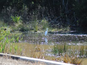 Bird Watching Dolphin Waters