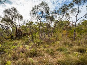 Cox Scrub Conservation Park