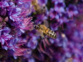 Nubeena Bee Festival