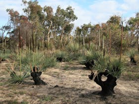 Aldinga Scrub Conservation Park