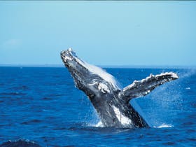 Whale Watching around Keswick Island