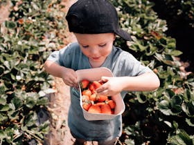 Harvest the Fleurieu