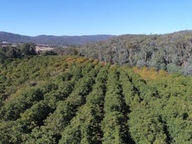 King Valley Walnuts