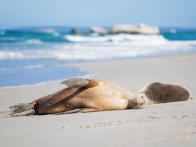 Cape Gantheaume Conservation Park and Wilderness Protection Area