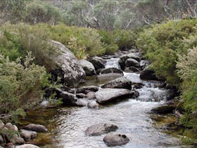 Thredbo River Track