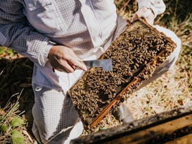 Introduction to Beekeeping