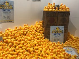 Strathalbyn Rotary Duck Race