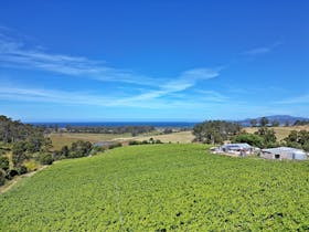 Cape Bernier Vineyard