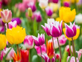 The Southern Highlands Tulip Time Market