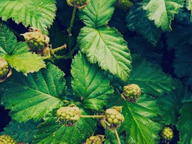 Permaculture at the Pub