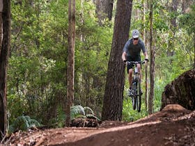 Big Pine, Bramley Forest, Margaret River