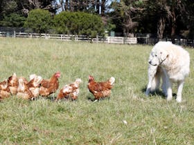 Somerville Egg Farm