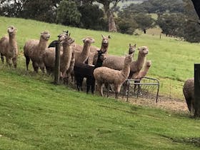 Strathalbyn Agricultural Show