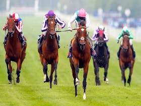 City of Dubbo Turf Club