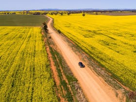 Canola Trail