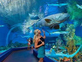 Cairns Aquarium