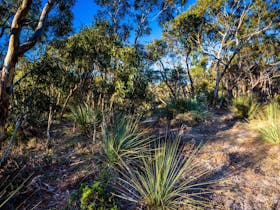 Bullock Hill Conservation Park