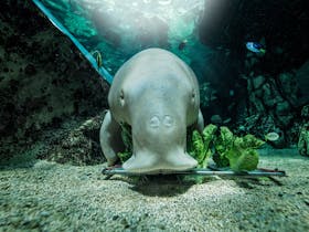 SEA LIFE Sydney Aquarium