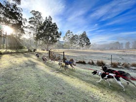 Sled Dog Adventures Tasmania