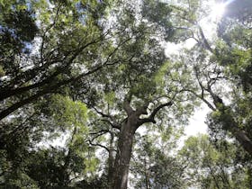 Valley of the Giants