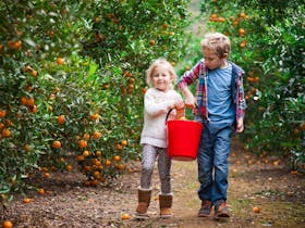 Pick Your Own Oranges Dooralong