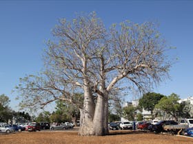 Old Boab Tree in Cavenagh Street