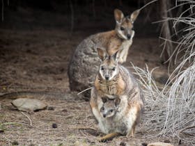 Curley Creek Hike - Cape Gantheaume Conservation Park