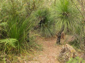 Grass Tree Circuit