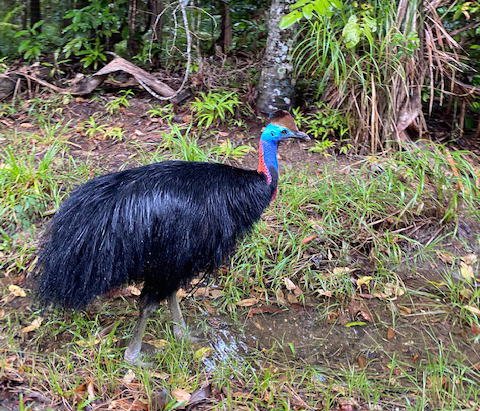 APC_-27 A wonderful week in Palm Cove | Accor Vacation club | Accor membershipSome of the highlights included the Kuranda Skyrail and railway, local visits to Paronella Park – a fantastic historical site of one man’s dream castle, Murdering Point Winery, and for dining they liked EL GREKO GREEK TAVERNA in Palm Cove.