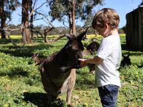 Kangaroo Island Wildlife Park