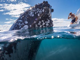 Whale Watching