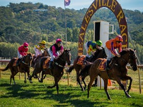 Healesville Picnic Races - Golden Thong