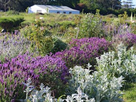 Lavender House Perfumery