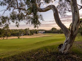 Tanunda Pines Golf Club