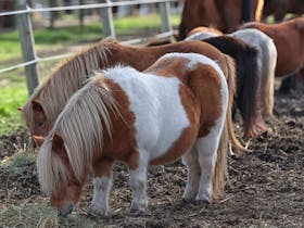 Horse Shepherd Walking Tours