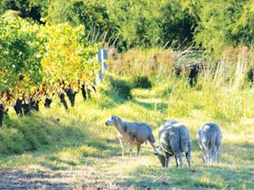 Settlers Ridge Organic Wines