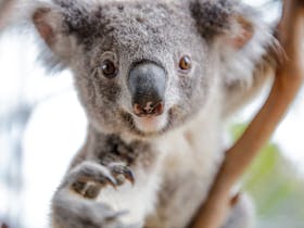 WILD LIFE Sydney Zoo