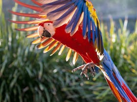 Maleny Botanic Gardens and Bird World