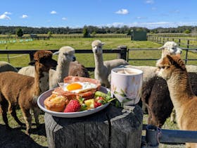 Iris Lodge Alpacas